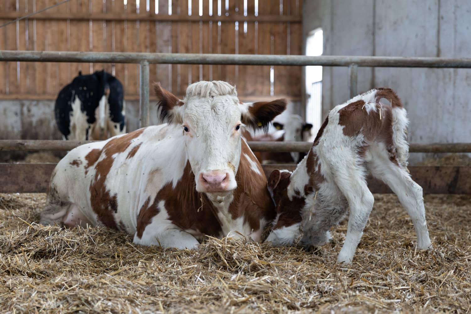 Ein junges Kalb im Stall.