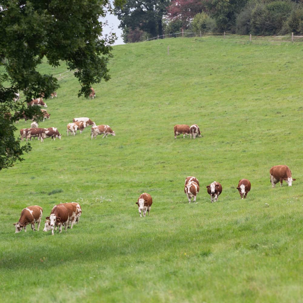 Viele Kühe auf der großen Weide.