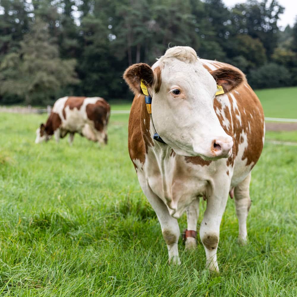 Die neugierige Kuh auf der Weide.